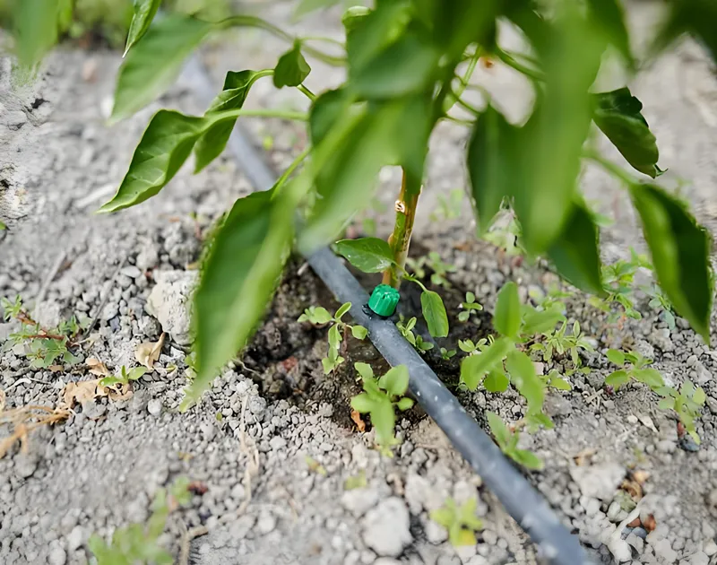 Système d'irrigation goutte à goutte